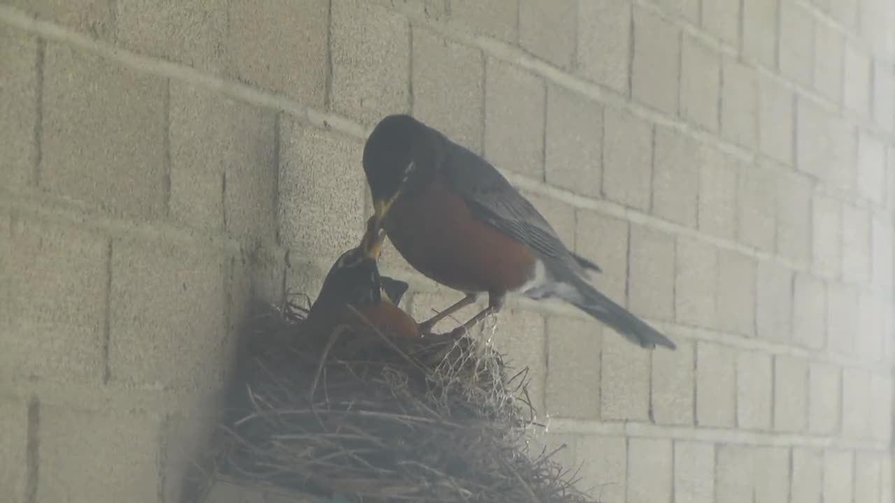 Daddy robin feeding momma Robin