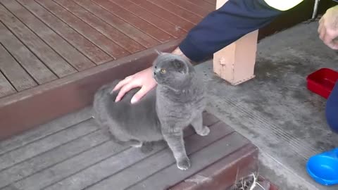 Awesome cat is so ticklish