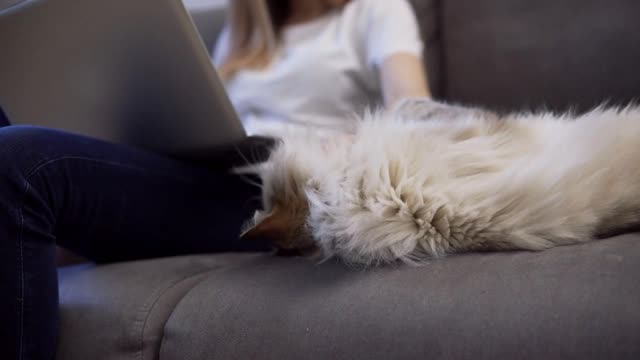 Unrecognizable girl is working on laptop on sofa and big cat is laying down nearby, she caress pet