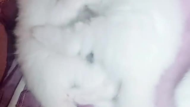 Cat video Playing Beautifull cat video Playing