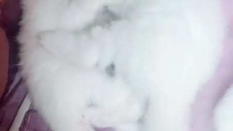 Cat video Playing Beautifull cat video Playing