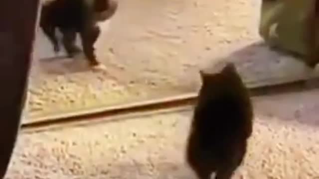 Funny animal video - Must see