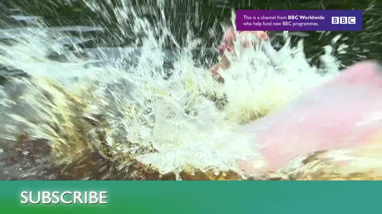 Master of the Sky: Owl vs Wolf | Super Powered Owls | BBC Earth