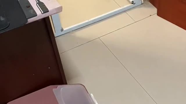 They say that it's a dog that lies, but a dog can't cheat! Woof!
