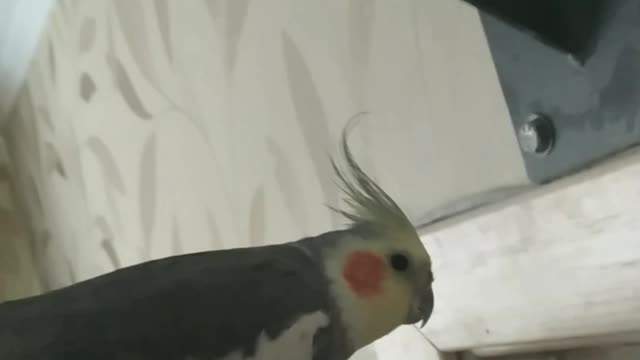 The parrot runs away from the camera