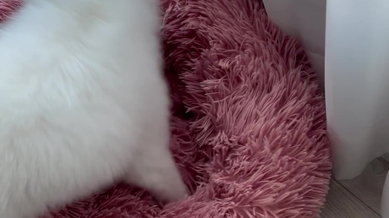 Where are my toys?