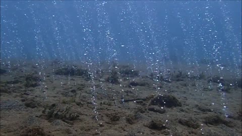 Volcanic activity underwater in Anilao, Philippines.