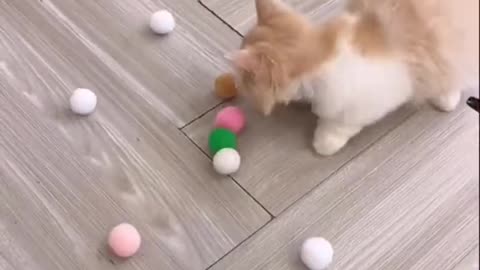 pet toys