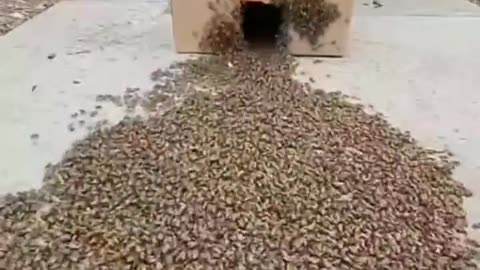 Colony Of Bees Follow Their Queen