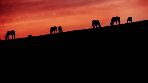 Grazing Horses Silhouette on a Hilltop at Sunset