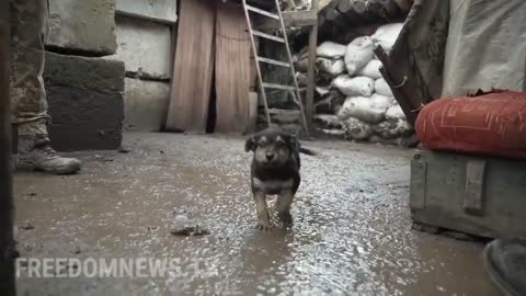 Ukrainian soldiers spot freezing puppy alone outside, and take him into their post.