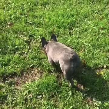 French Bulldog stalks pug