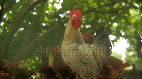 Chicken in the coop house