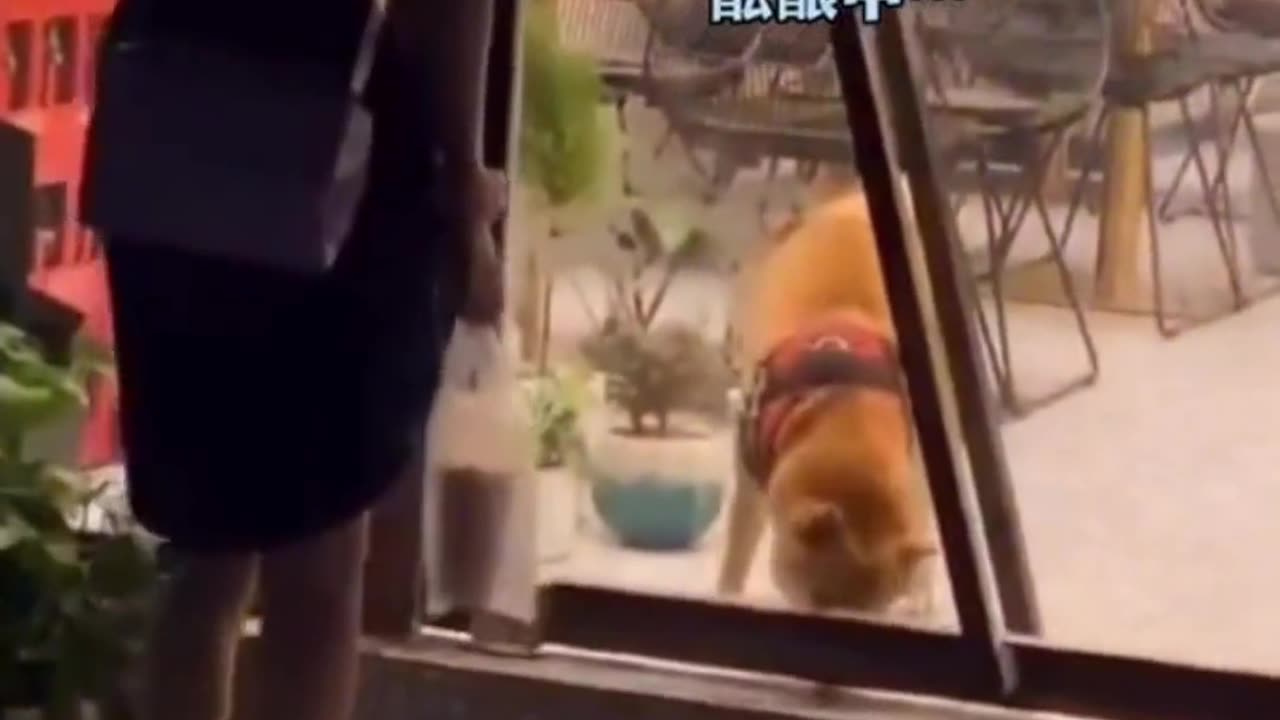 Get hyped and sway together, woof woof! It’s hilarious every time I watch it