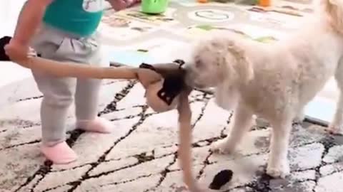 Baby And Dog Are Fight For Monkey Toy