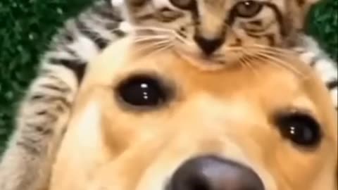 Funny cats 🐈and dogs 🐕