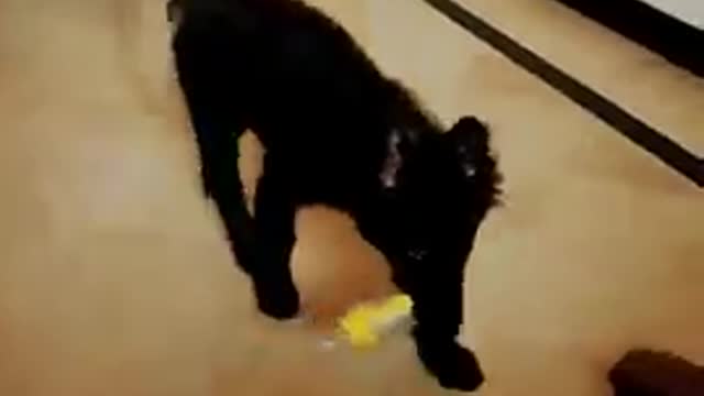 Puppy dog Masti