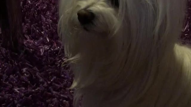 Our maltese puppy is burping after dinner