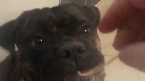 Big vicious puppy is partial to a bit of spaghetti