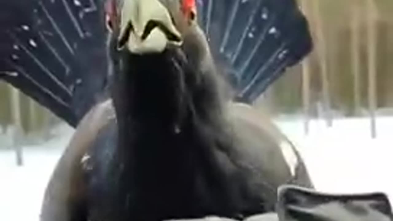 The most fearless bird in the world