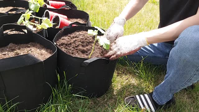 Transplanting 2 cucumbers into 1 5gallon fabric pot