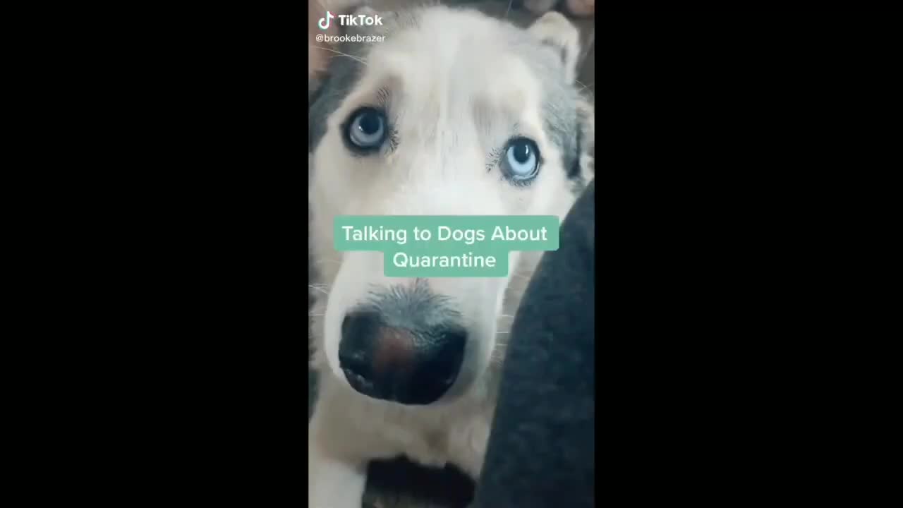 Woman Having A Conversation With Her Dog - TikTok Dogs (Funny Animals #296)