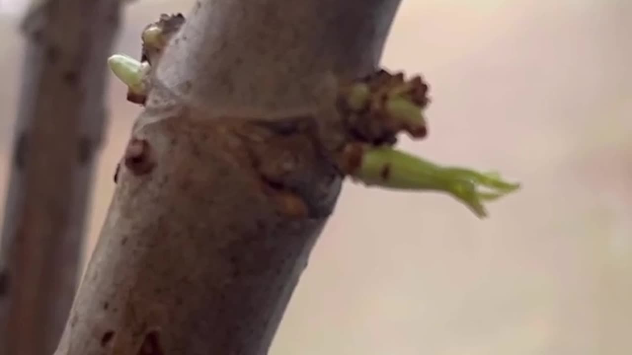 Elderberry Update day 6