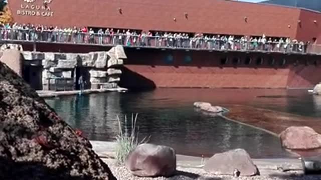 Seal/Sea Lion Feeding at the Wroclaw Zoo (Foki w Zoo w Wroclawiu)