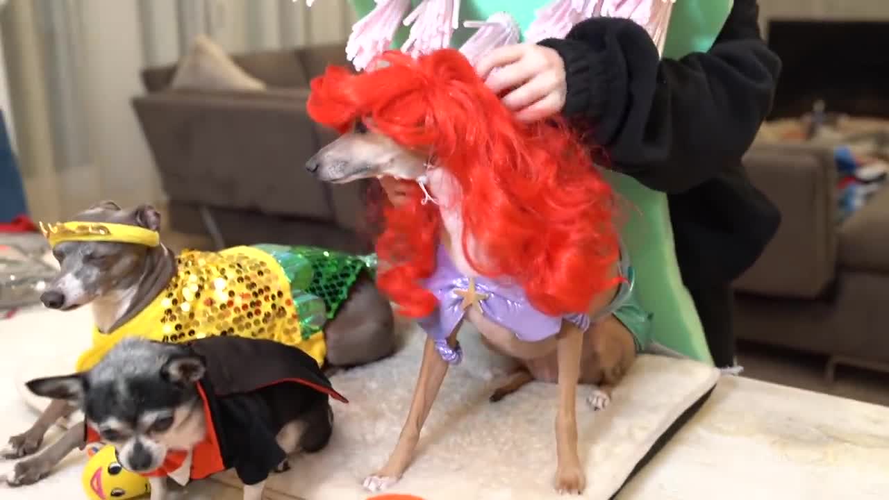 Dogs on Halloween