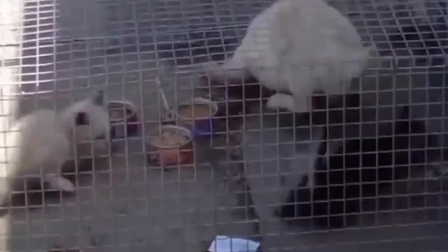 How to catch pet in funny moments...