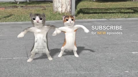 dancing cat video