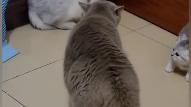 Cat is Funny shorts