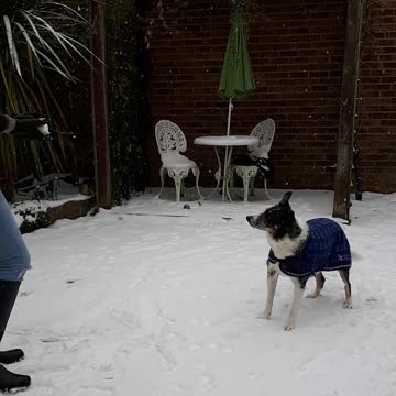 Snowball or No Snowball