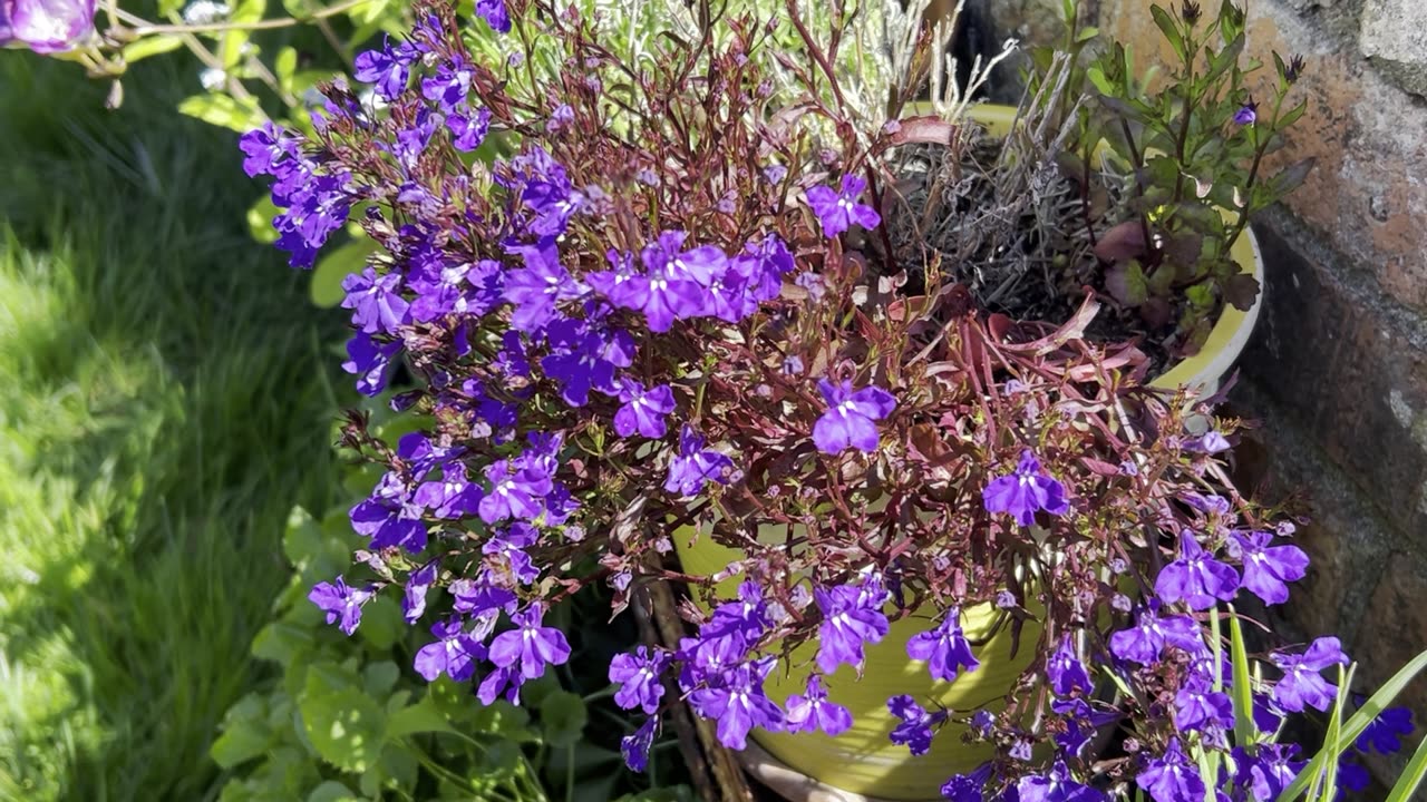 bonus #3 A quick look at my Northern California Garden during the partial Solar Eclipse