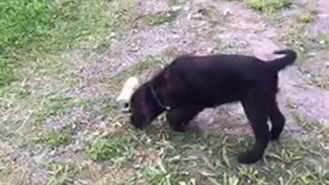 Black dog in backyard barking at gold beer soda can on grass