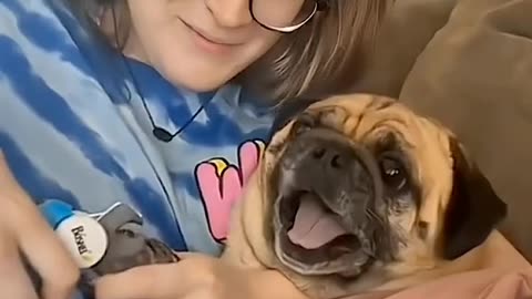 Funny Reactions of Pets