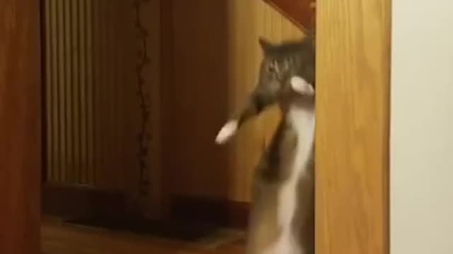 THE CAT IS DANCING