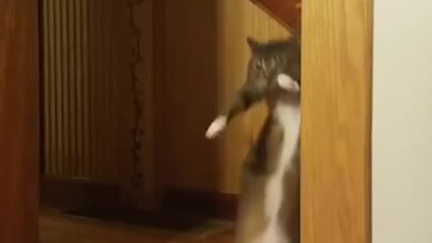 THE CAT IS DANCING