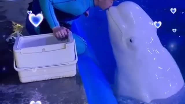 White dolphin kiss