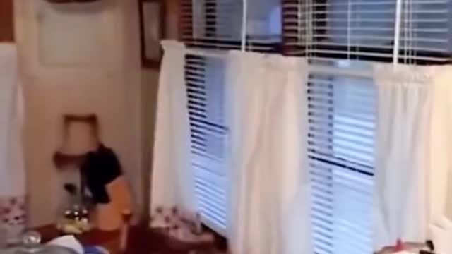 baby cats funny moments