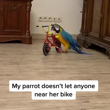 funny|prank|jokes|funny jokes|dad jokes|funny memes|funny video|fun|laughing|funny animal|knock