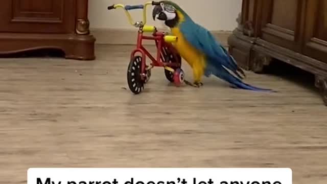 funny|prank|jokes|funny jokes|dad jokes|funny memes|funny video|fun|laughing|funny animal|knock
