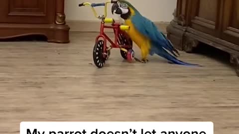 funny|prank|jokes|funny jokes|dad jokes|funny memes|funny video|fun|laughing|funny animal|knock