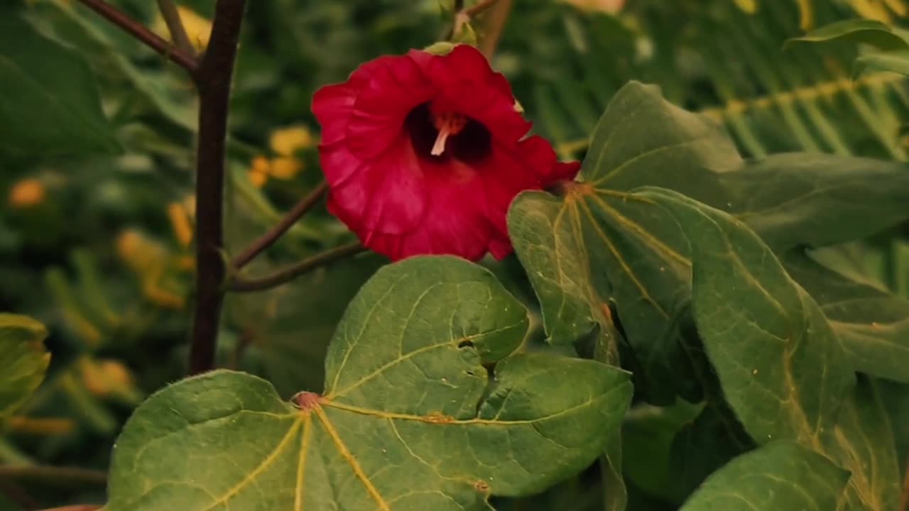 Natural video of plant