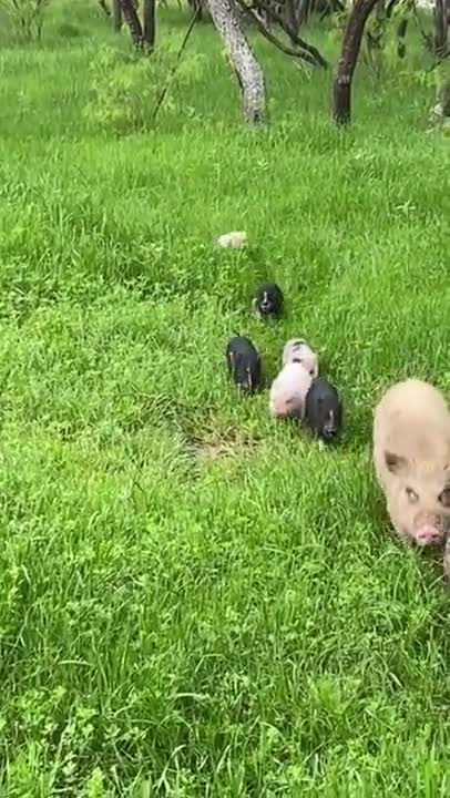 A family of pigs out for an adventure.