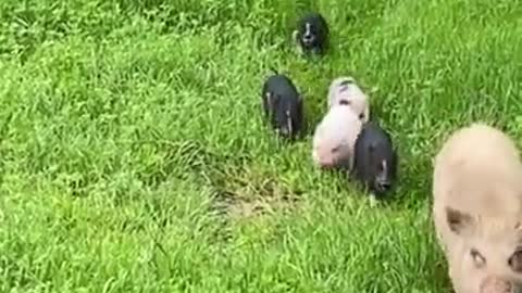 A family of pigs out for an adventure.