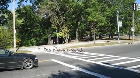 Inteligentes gansos saben cómo cruzar la calle