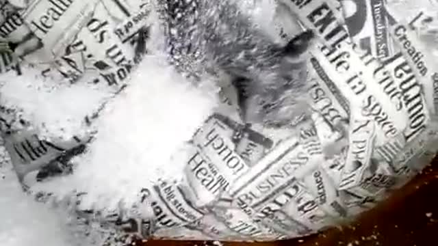 Cat on Styrofoam