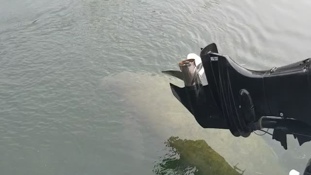 Manatee Takes a Shower