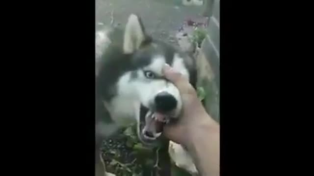 What would you do if dogs didn't exist?